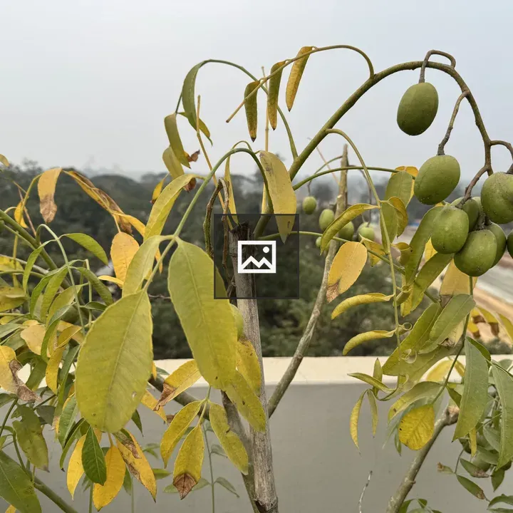 Hog plum tree branch