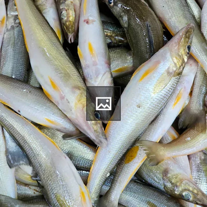 Yellowfin Whiting Stack
