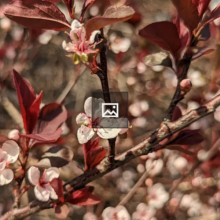 Flower buds and red leaves