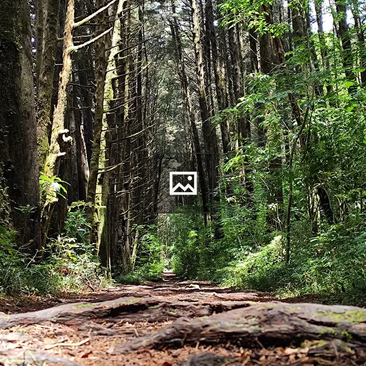 Forest Path Through Dense Trees