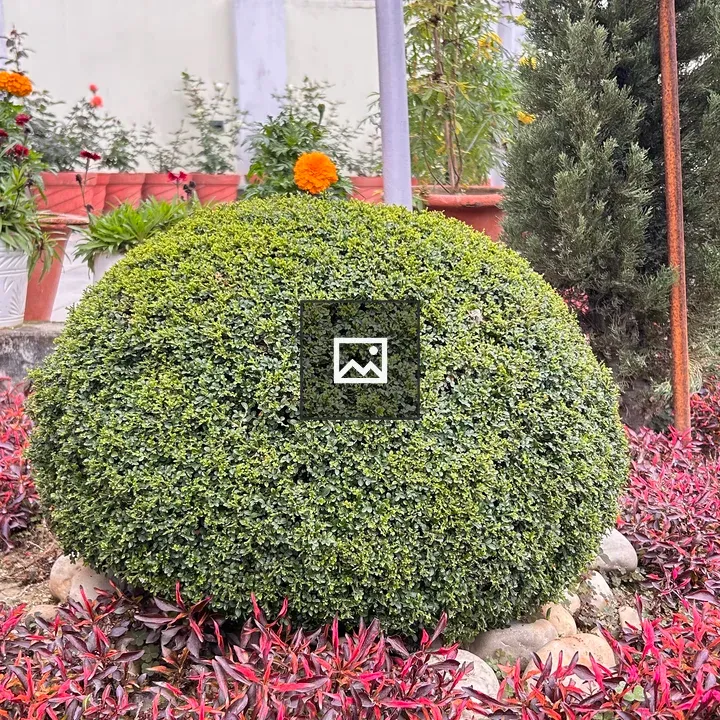 Round green bush with surrounding plants