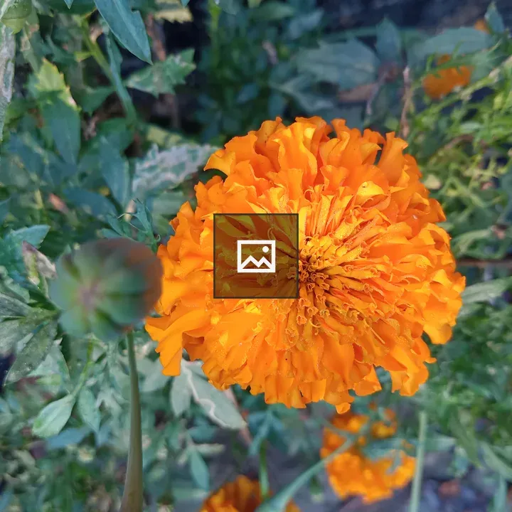 Marigold Flower in Bhola