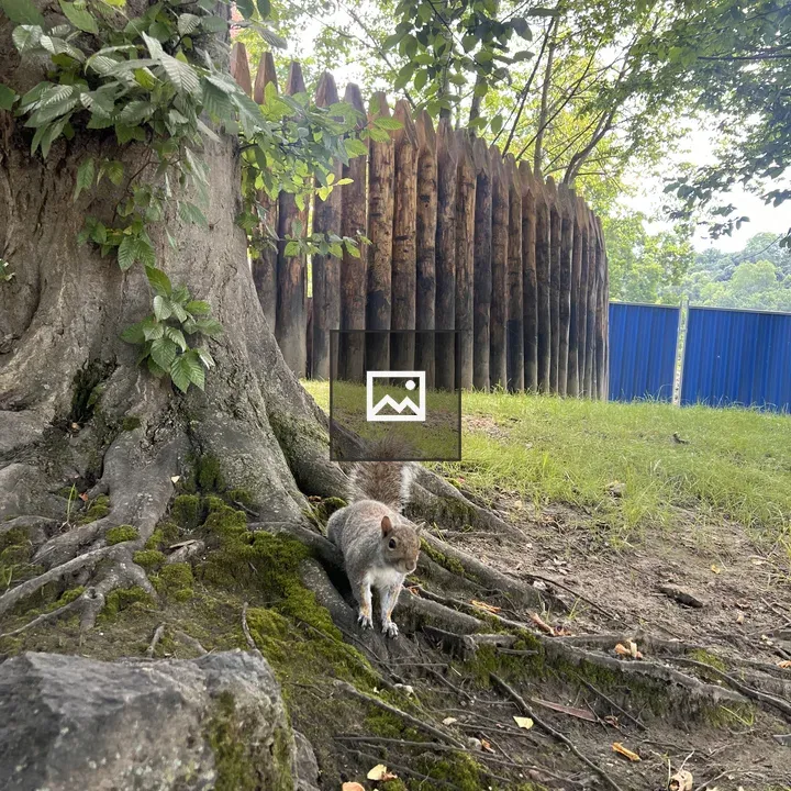 Squirrel by Mossy Roots