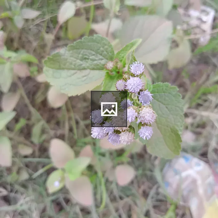 Violet Flowers with Green Leaves