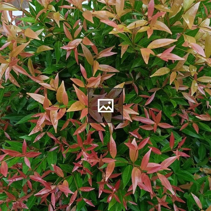 Plant with Multi-Colored Leaves