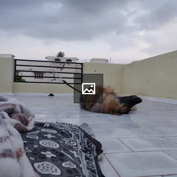 German Shepherd on Roof
