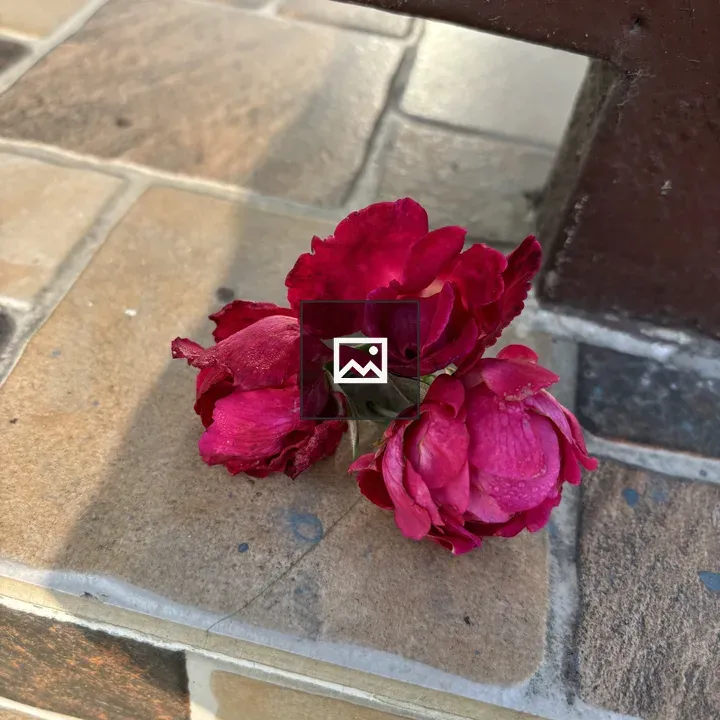 Close-up Pink Flowers on Tile