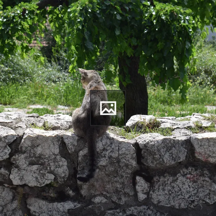Cat Sitting on Stone Wall