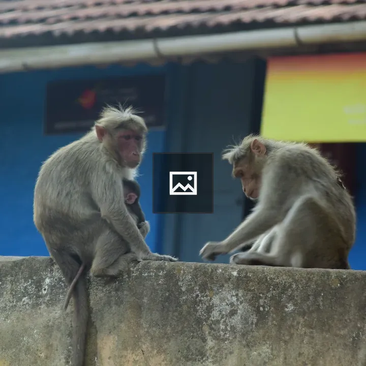 Two Monkeys on Concrete Ledge