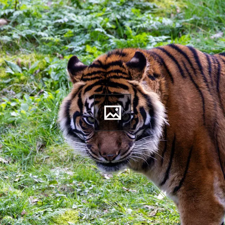 Sumatran tiger on grass