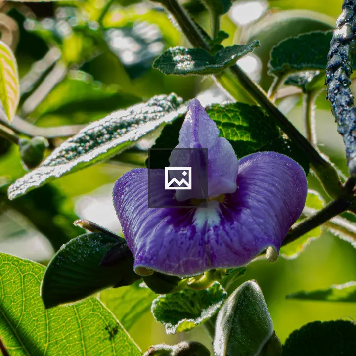 Purple wildflower close-up