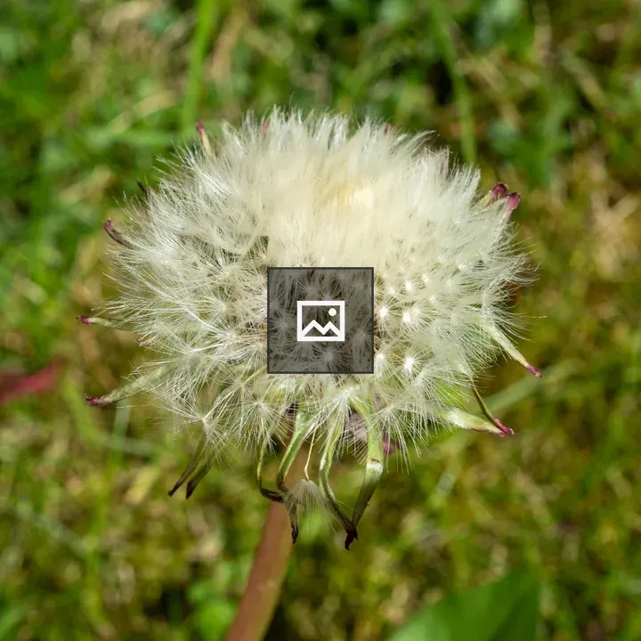 Dandelion in Seed