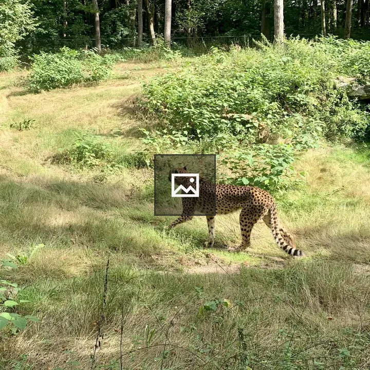 Cheetah Walking