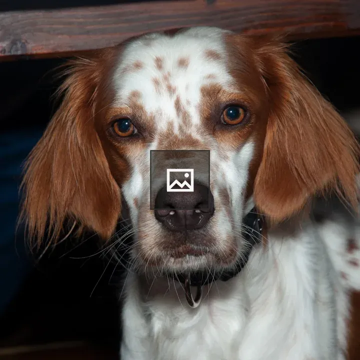 White and orange dog Breton Spaniel