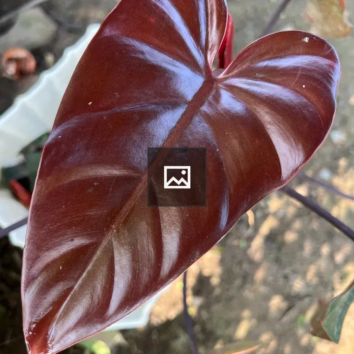 Philodendron erubescens leaf