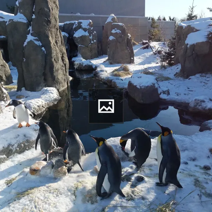 Penguins on Snowy Urban Walk