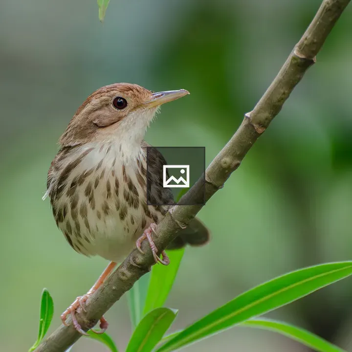Puff-throated Babbler