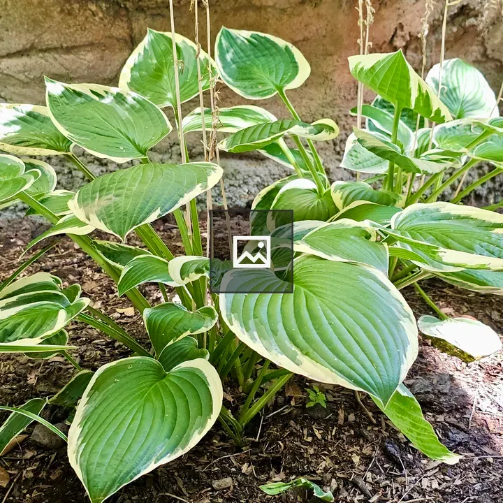 Hosta Plant in Shade Garden