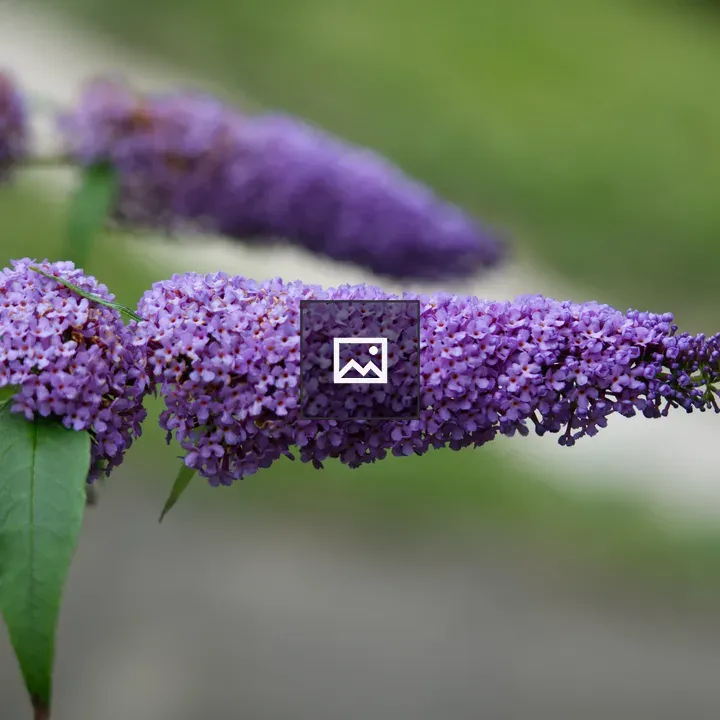 Buddleia Inflorescence