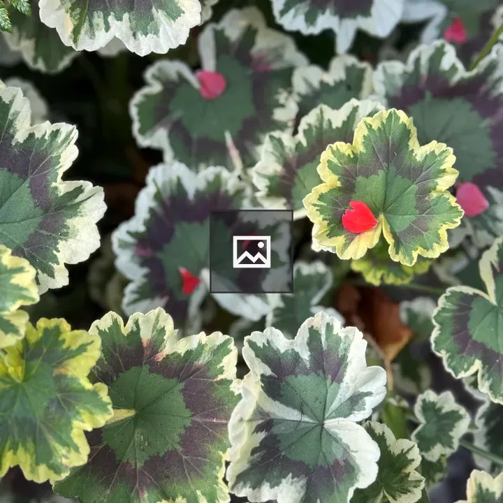 Variegated geranium leaves