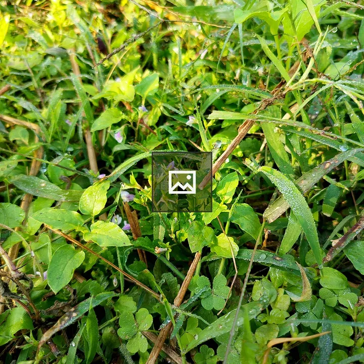 Close-up Grass and Droplets