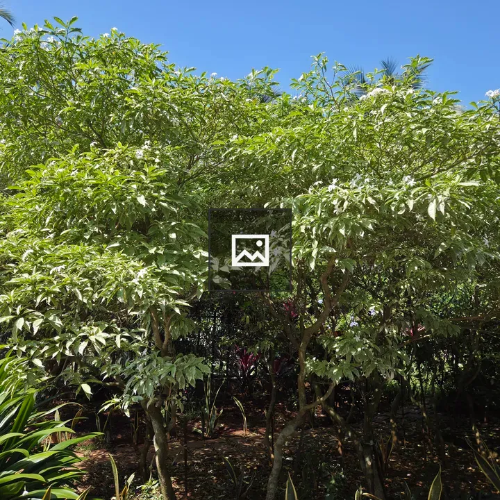 Dense foliated area with green leaves