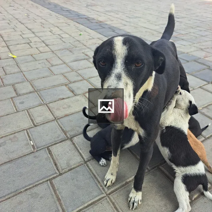 Black and white dog with puppies