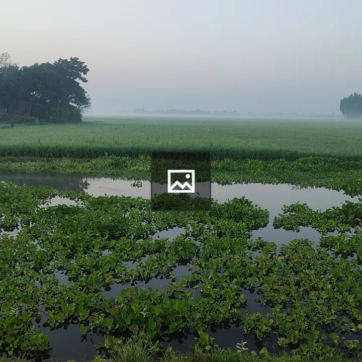 Rice fields in mist landscape