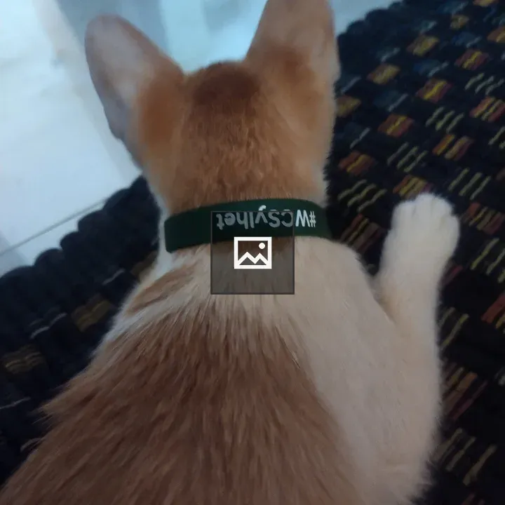 WordCamp Sylhet bracelet on a cat