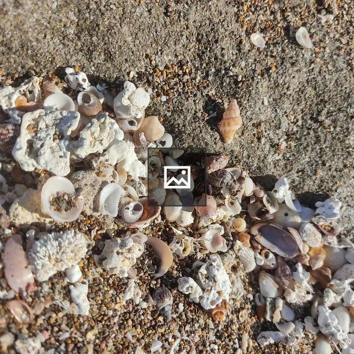 Shells on the Beach in Sardinia