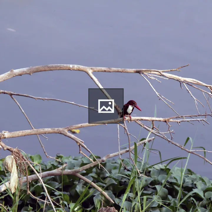 Kingfisher on a Branch