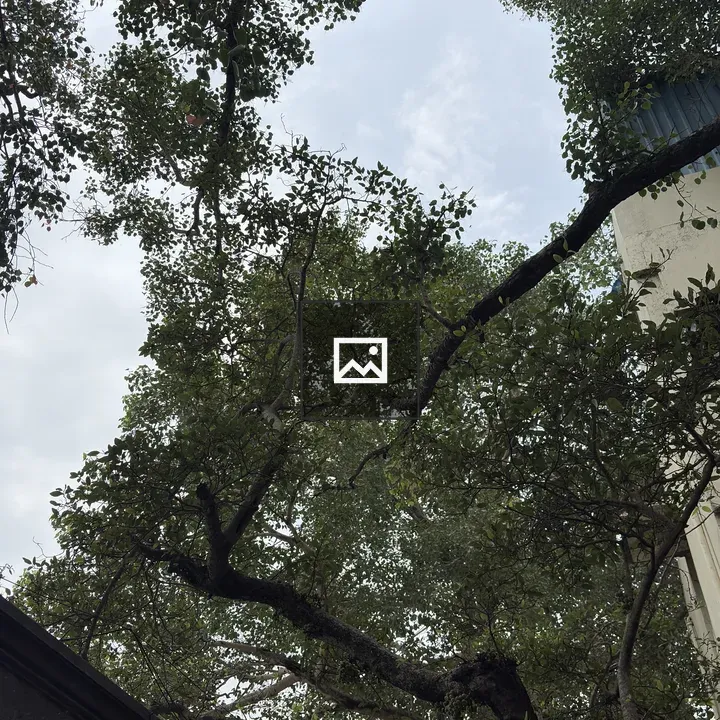 Tree canopy against cloudy sky