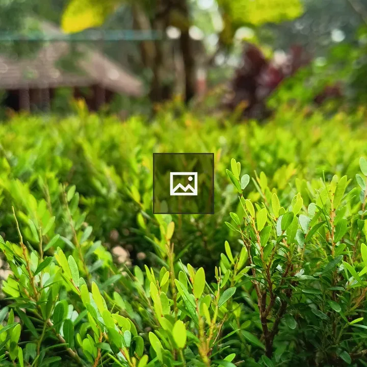 Plant with small green leaves