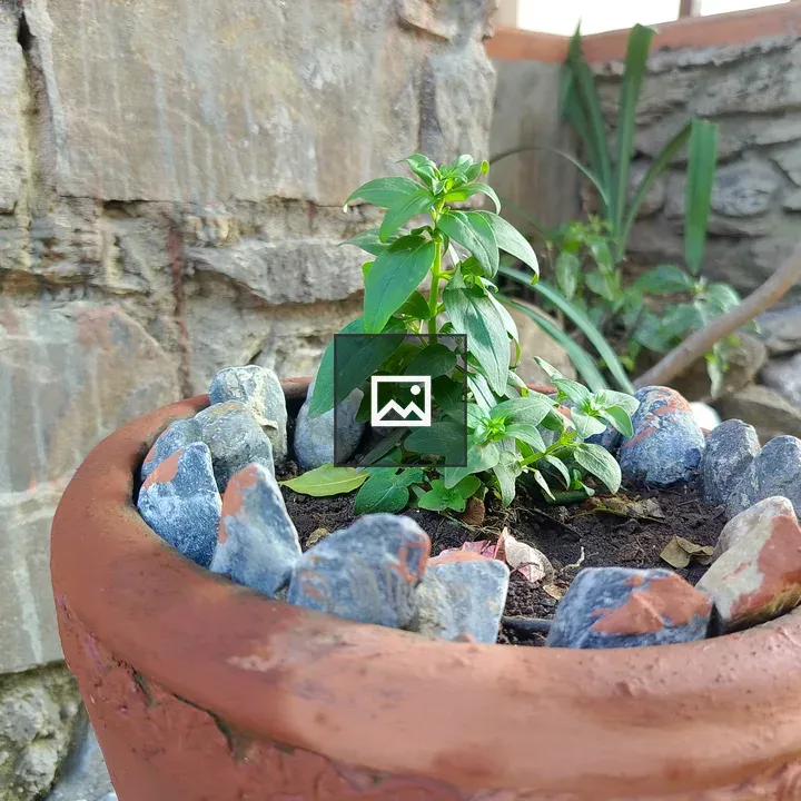 Terracotta Plant Pot with Seedling