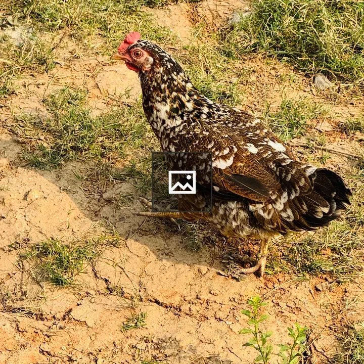 Brown-and-white hen portrait
