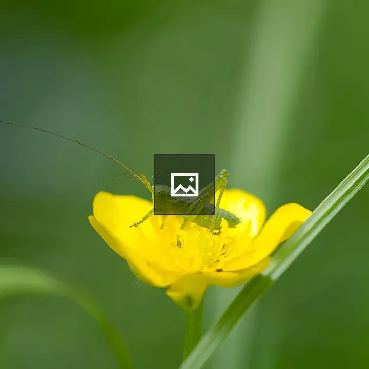 Grasshopper on Yellow Flower