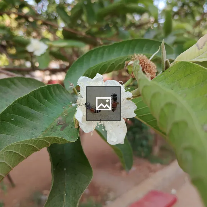 Two bees on white guava flower
