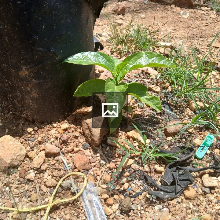 Small green plant with glossy leaves