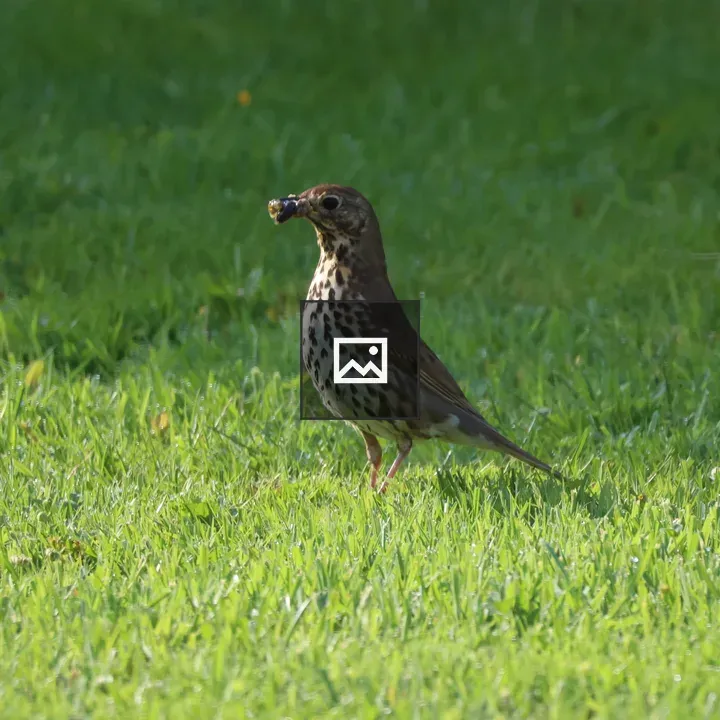 Brown Song Thrush on Grass