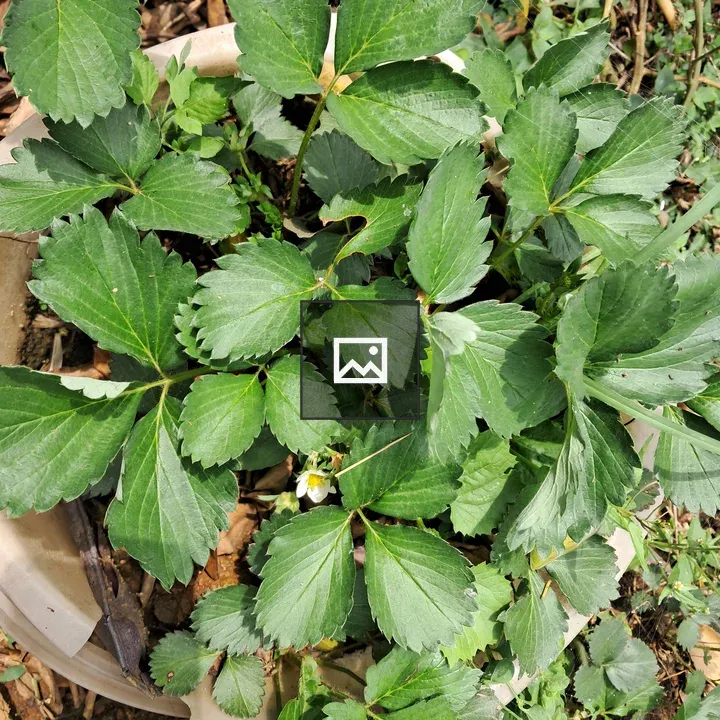 Strawberry Plant Close-Up