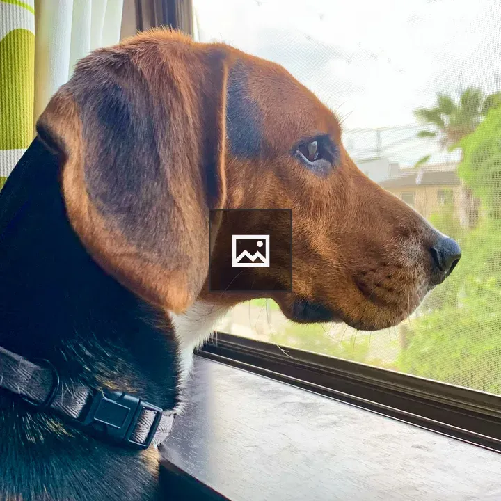 Beagle Looking Out the Window