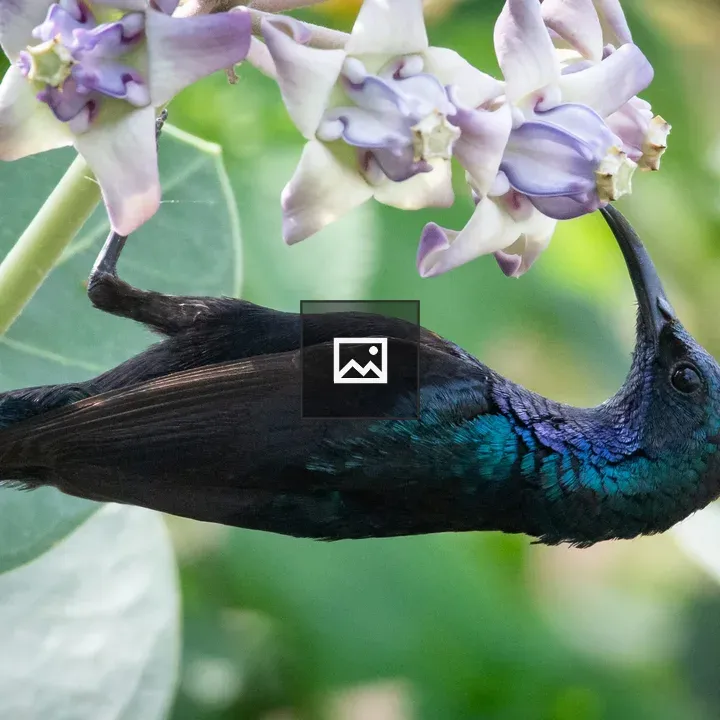 Purple sunbird in landscape