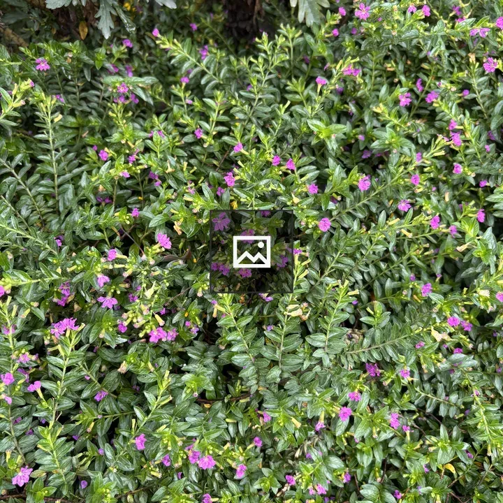 Purple flowers among green foliage
