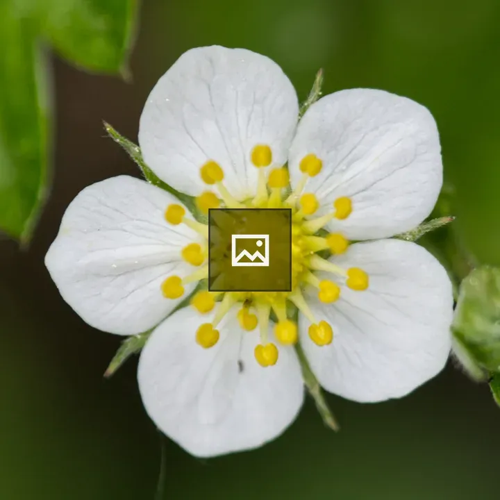 Wild strawberry blossom