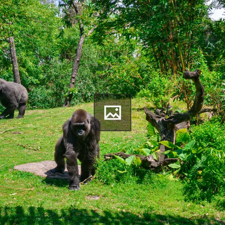 Two gorillas in safari exhibit