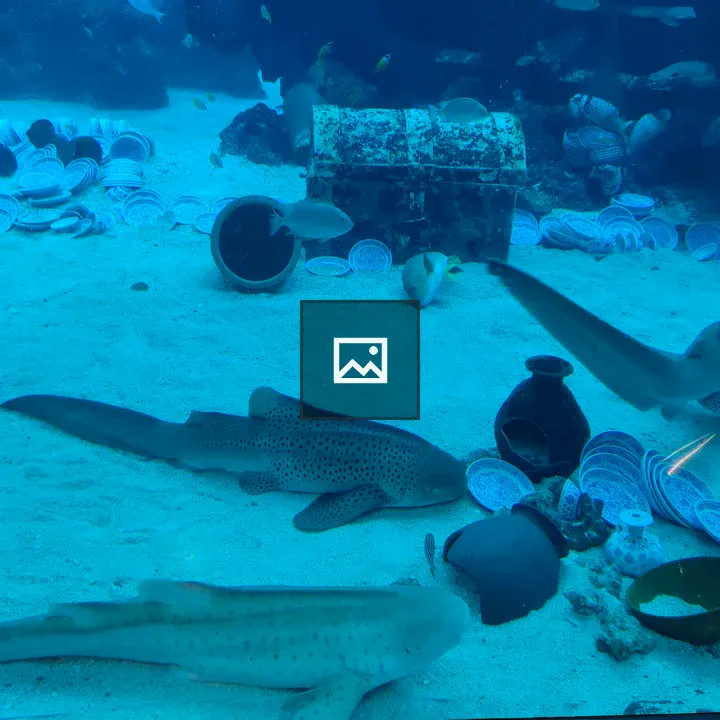 Sharks on the Sand