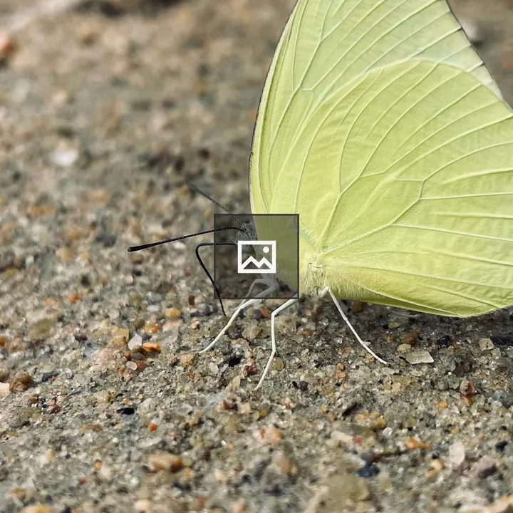 Yellow butterfly on sand