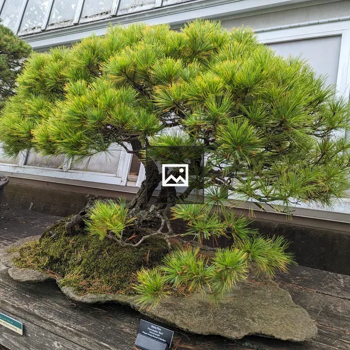 Bonsai on Shelf Outside Greenhouse