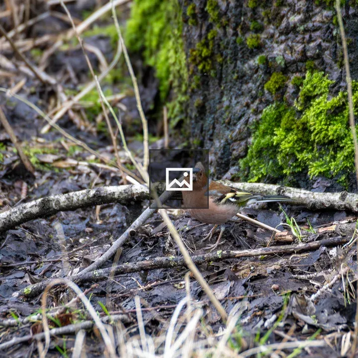Chaffinch on Ground by Tree