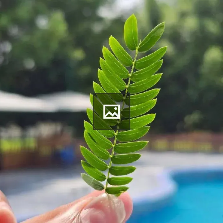 Leaf in Hand Over Greenery